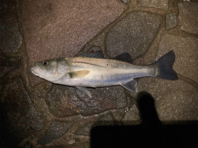 シーバスフィッシング