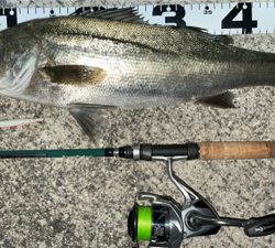 シーバスやっと釣れましたま