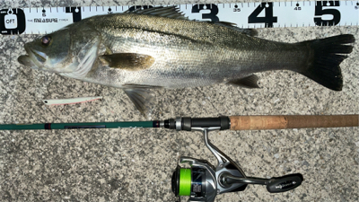 シーバスやっと釣れましたま