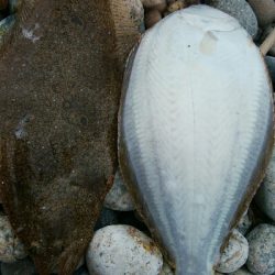 ヒラメ2枚。そして、竿折れる・・・