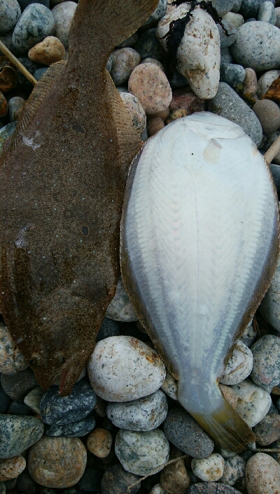 ヒラメ2枚。そして、竿折れる・・・