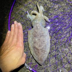 春烏賊を求めて。