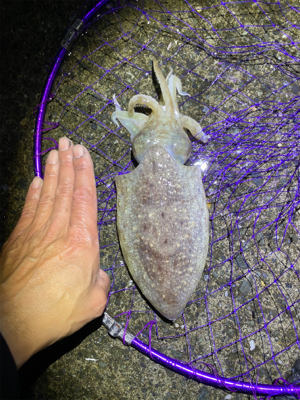 春烏賊を求めて。