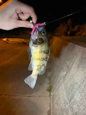 メバルいるかなー?