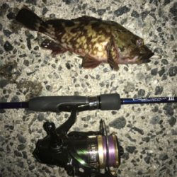 ガシラ祭り‼️