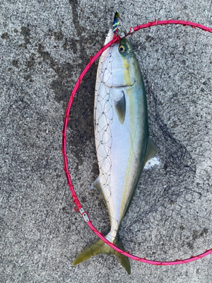 メジハラ参戦！！