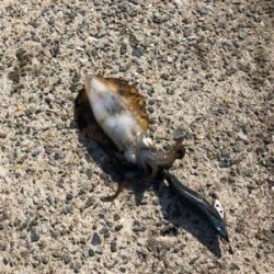 魚がダメならイカでも釣るか