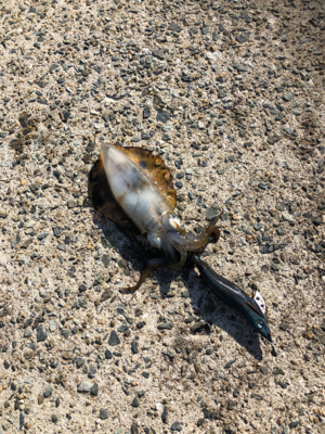 魚がダメならイカでも釣るか