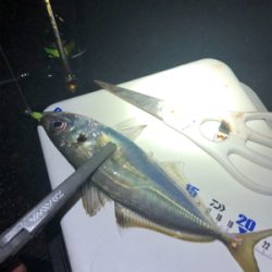 雨上がりアジング！