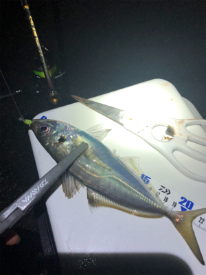 雨上がりアジング！