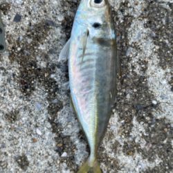 堤防先端とったのに