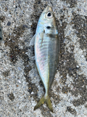 堤防先端とったのに