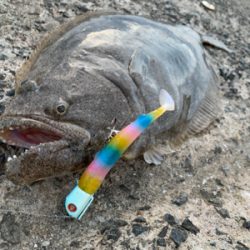 産卵明け組が入ってきてるらしいよ！