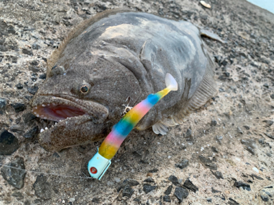 産卵明け組が入ってきてるらしいよ！