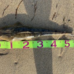 ラッキーです。