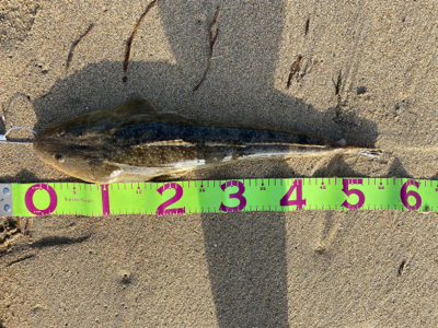 ラッキーです。