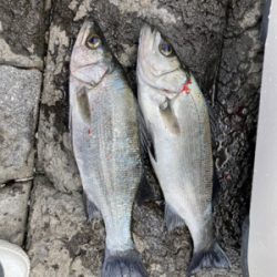 地磯でヒラセイゴ