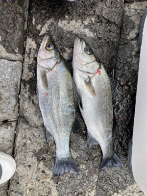 地磯でヒラセイゴ