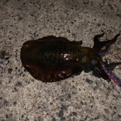 連夜のエギング