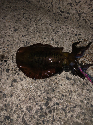 連夜のエギング