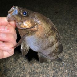 メバルどんどん上げ調子