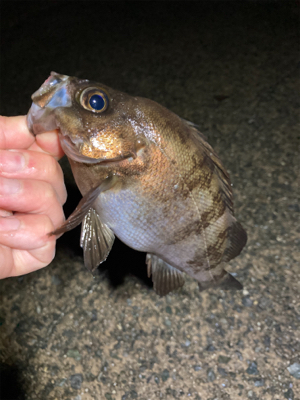 メバルどんどん上げ調子