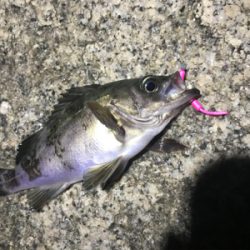 フロートメバリング