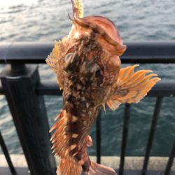 ライトロックフィッシング