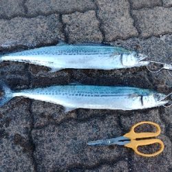 久しぶりに釣れました