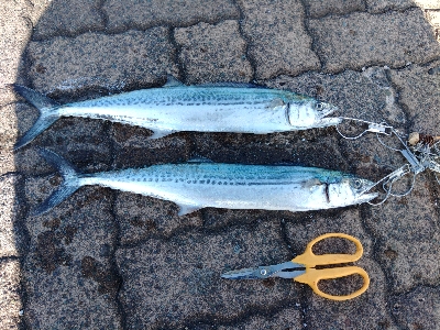 久しぶりに釣れました