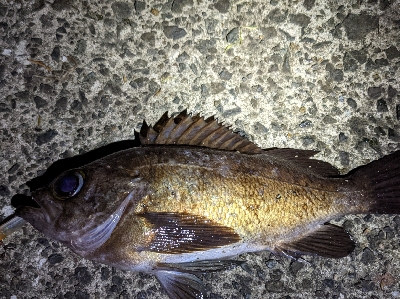 短時間メバリング