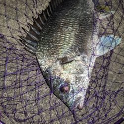 バチ抜けてないけどバチルアー