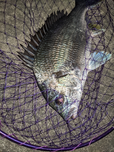 バチ抜けてないけどバチルアー