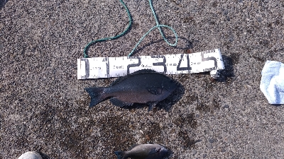 4/8釣果グレ39センチ！