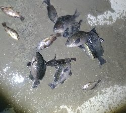 4/11釣果グレ大漁