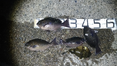 4/15釣果尾長グレ釣れました！