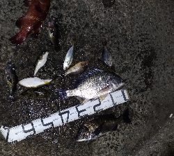 4/18釣果カンダイキビレアジチヌ