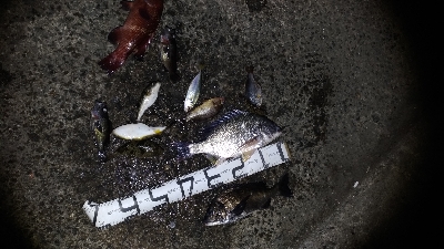 4/18釣果カンダイキビレアジチヌ