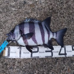 4/22釣果波止から石鯛45センチとアオリイカ