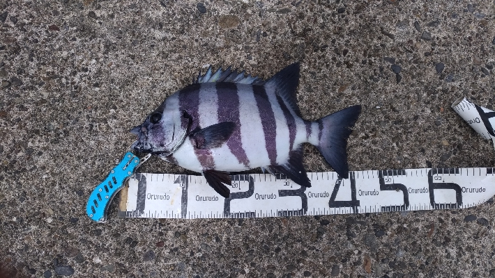 4/22釣果波止から石鯛45センチとアオリ…