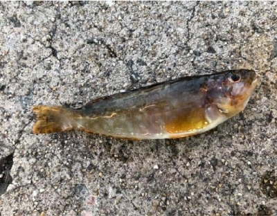 春が来ました！