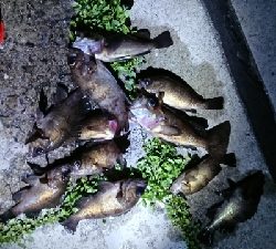 メバルシーズン真っ只中