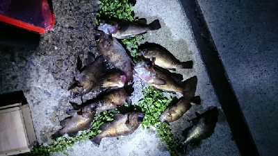 メバルシーズン真っ只中