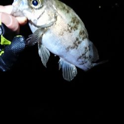 強風メバリング