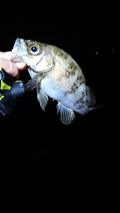 強風メバリング