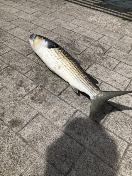 南港へ半年ぶりに来たもものの⁉…