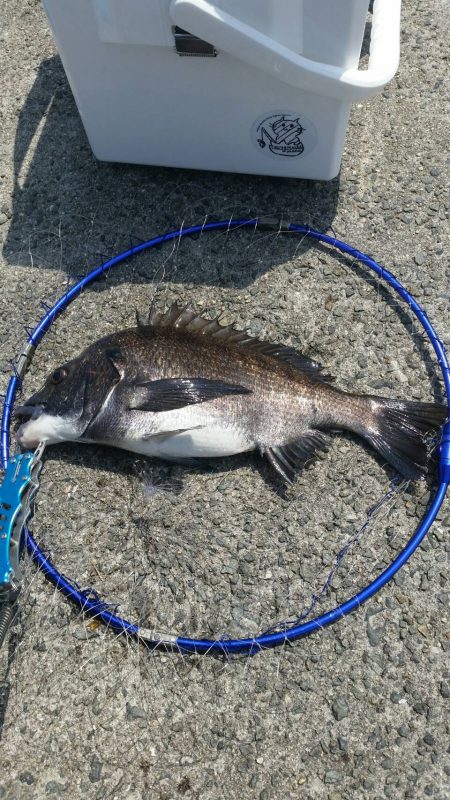 テトラ釣りに挑戦！