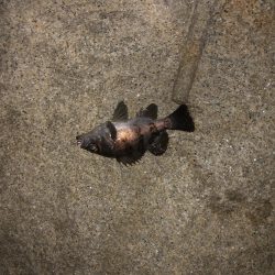 サイズが出ない