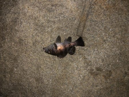 サイズが出ない