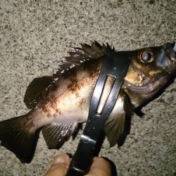 朝マズメにメバル